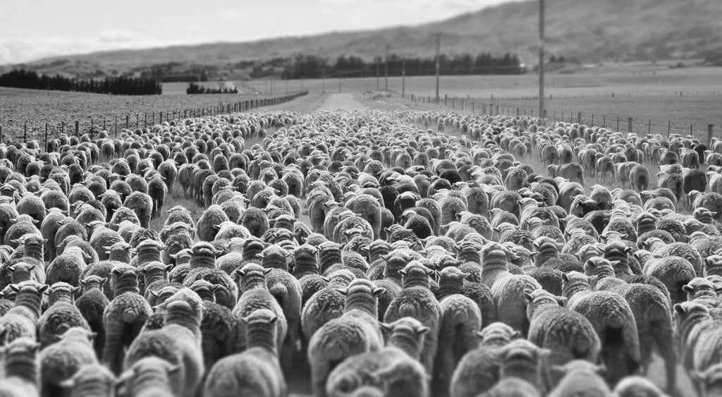 Southern Divide Merino Sheep. Central Otago, New Zealand.